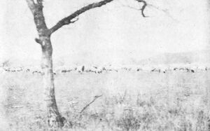 公爺府索倫間に於ける沃野の一部と羊群.jpg
