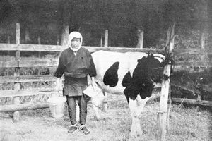 牛飼いをする出口王仁三郎（昭和10年）.jpg