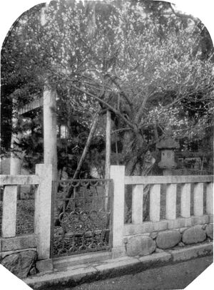西石の宮の梅の古木.jpg
