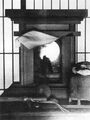 2025年3月17日 (月) 11:23時点における版のサムネイル